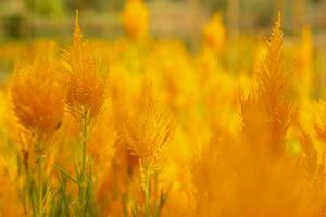 närbild och beskära scen av orange celosia blomma på suddig celosia äng bakgrund. foto