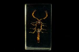 en scorpion är visad i en glas låda foto