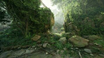 en lugn skog landskap med lång träd och spridd stenar foto