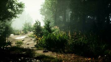mystisk skog med dimma och lysande Bakom träd foto