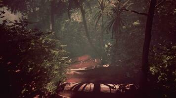 utforska en dimma täckt väg i de tät djungel foto