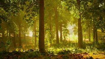 en tät skog med vibrerande lövverk och lång träd foto
