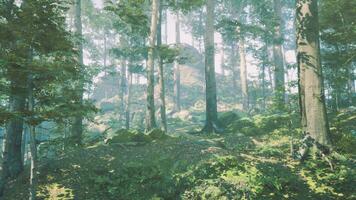 skön solig silhouetted skog med solstrålar genom dimma foto