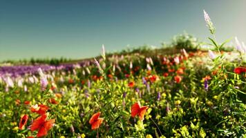 en färgrik fält av blommor under en klar blå himmel foto