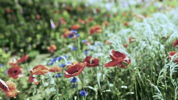 en färgrik fält av blommor i blomma foto