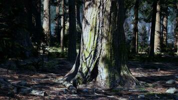 en majestätisk träd stående lång i de hjärta av en vibrerande skog foto