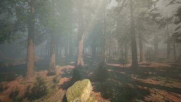 en dimmig skog med tät lövverk foto