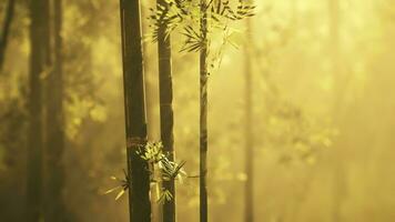 lanscape av bambu träd i tropisk regnskog foto