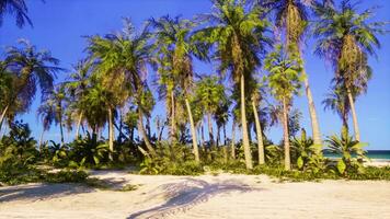 en tropisk paradis strand med handflatan träd och kristall klar hav vattnen foto