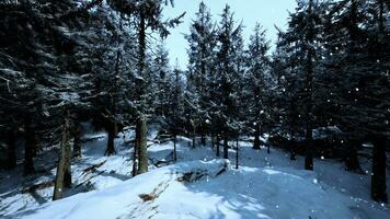 en vinter- sagoland med en tät skog täckt i gnistrande snö foto