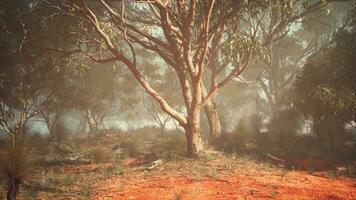 en enslig träd stående i en omfattande fält av smuts foto