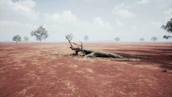 en enslig död- träd stående i en ödslig och tömma fält foto