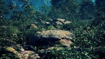 en sten i de mitten av en skog foto