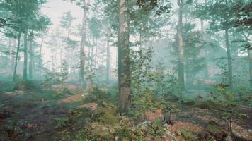 solstrålar i dimmig grön skog foto