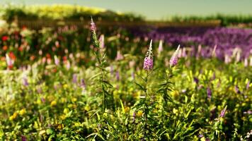 en vibrerande fält fylld med färgrik blommor foto