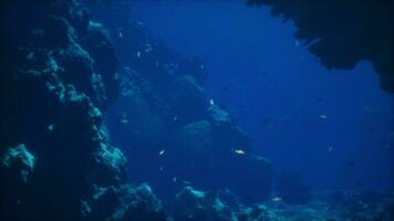 en stor grupp av fisk simning runt om en korall rev foto