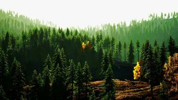 en lugn skog scen med höga träd foto