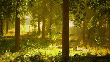 solljus strömning genom träd i en lugn skog foto