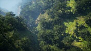 dramatisk naturskön dimma i tall skog på berg sluttningar foto