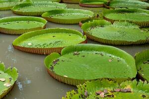 ljus grön stor lotus blad näckros i damm på parkera med dagsljus. foto