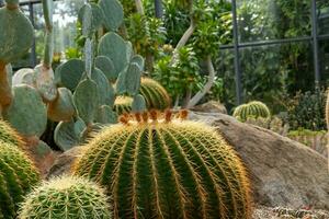 kaktus trädgård olika typer av skön kaktusar exotisk kaktus samling. foto