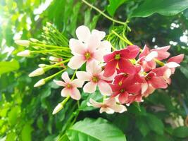 ceguk combretum indicum blomning blommor foto