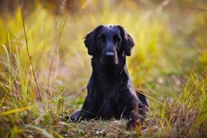 svart retriever som ligger i gräset foto