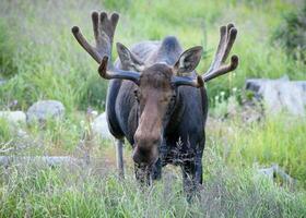 tjur älg i lång gräs. i de colorado klippig bergen foto