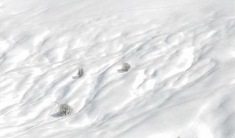 berg med snöskidvägar och träd foto