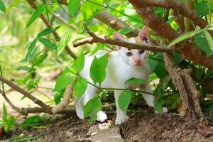 små kattunge promenader i de trädgård. ung katter ser byte medan gående foto