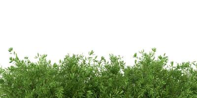 en realistisk 3d tolkning av en buskig grön växt med en vit bakgrund foto