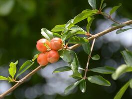 stänga upp av färsk granatäpple växande på träd gren i de trädgård foto