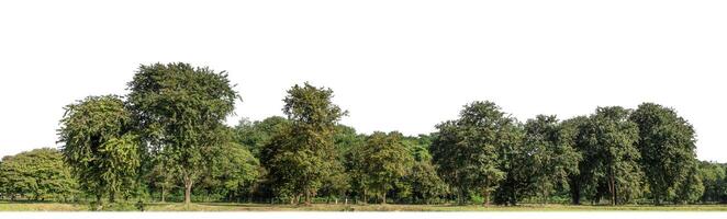 skog i sommar, hög upplösning på vit bakgrund. foto