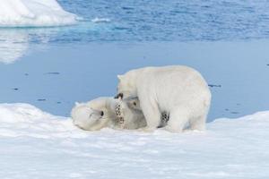 två unga vilda isbjörnungar som leker på packis i ishavet, norr om svalbard foto