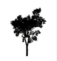 träd silhuett för borsta på vit bakgrund. foto