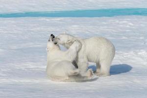 två unga vilda isbjörnungar som leker på packis i ishavet, norr om svalbard foto