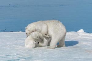 två unga vilda isbjörnungar som leker på packis i ishavet, norr om svalbard foto