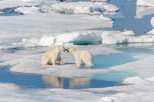 två unga vilda isbjörnungar som leker på packis i ishavet, norr om svalbard foto