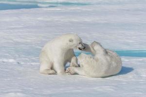 två unga vilda isbjörnungar som leker på packis i ishavet, norr om svalbard foto