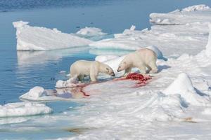 två vilda isbjörnar som äter dödad säl på packisen norr om ön spitsbergen, svalbard foto
