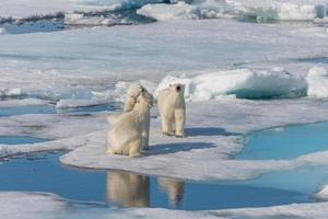 vild isbjörnmamma och två unga ungar på packisen, norr om svalbard arktiska norge foto