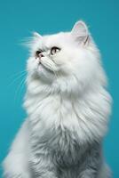 ai genererad vit persisk topp näsa katt med lång hår Sammanträde på en blå bakgrund foto