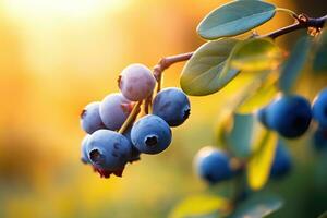 ai genererad mogen blåbär på en gren. grund djup av fält, en gren med naturlig blåbär mot en suddig bakgrund av en blåbär trädgård på gyllene timme, ai genererad foto