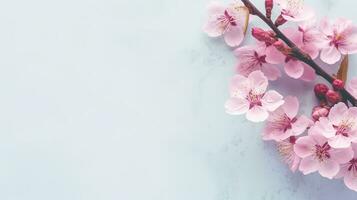 ai genererad sakura blommor isolerat på de minimalistisk bakgrund med kopia Plats foto