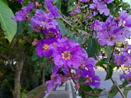 skön lila crape myrten blooms på de ö av lombok, indonesien foto