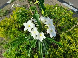 vit plumeria pudica blommor är i full blomma i de trädgård, så skön och charmig foto