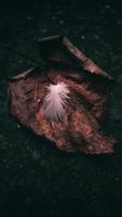 liten fjäder över ett stort brunt blad foto