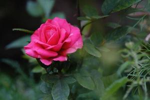 blommande rosa ros utomhus i den gröna sommarträdgården, bakgrund foto