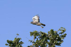 flygande vid vägkanten Hök, rupornis magnirostris, serra da canastra nationell parkera, minas gerais, Brasilien foto