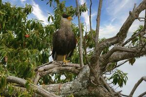 naken caracara, cara plancus, i en träd, serra da canastra nationell parkera, minas gerais, Brasilien foto